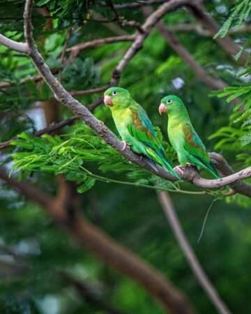 avistamiento de aves en la isla de ometepe