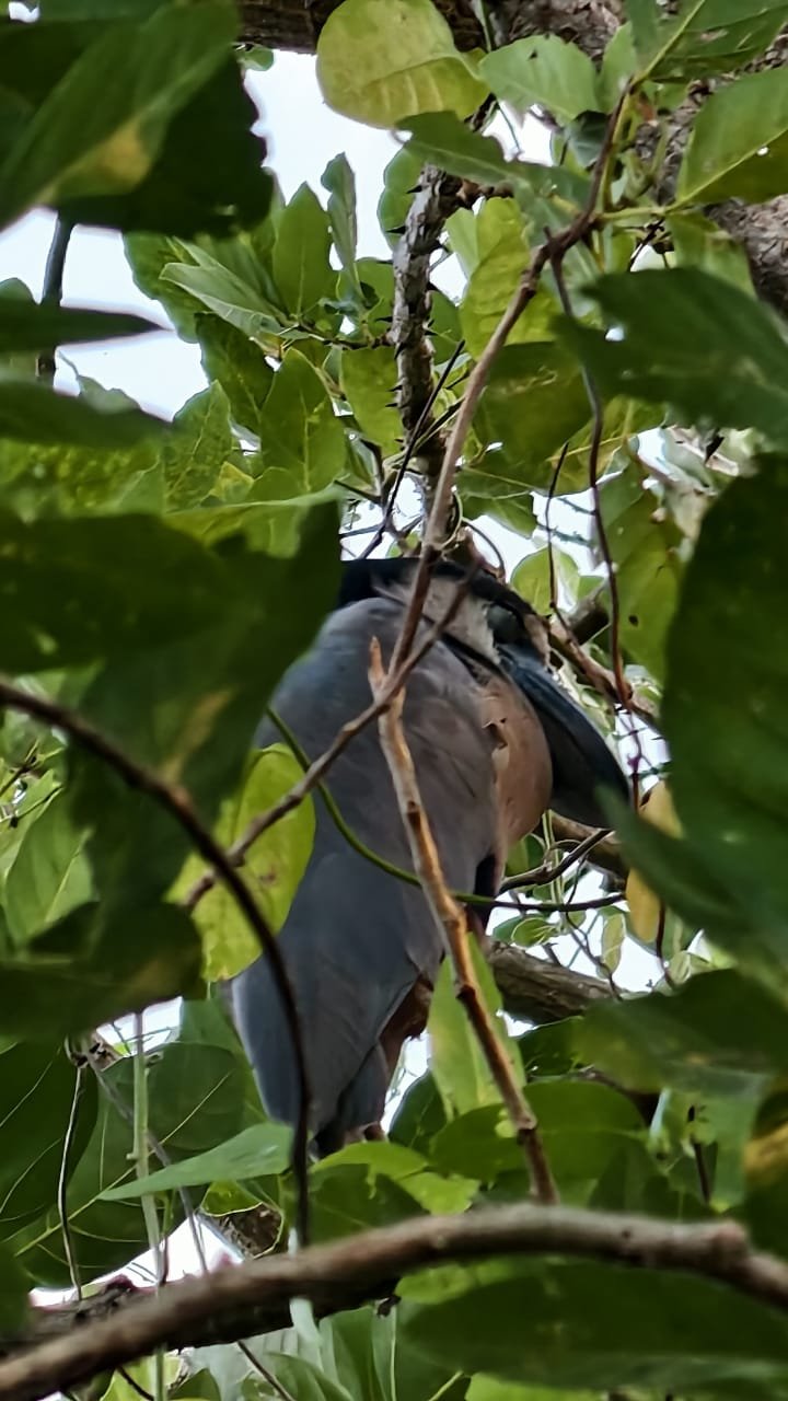 Observacion de aves en Ometepe